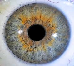Iridologie